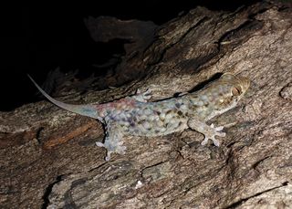 The new fish-scale gecko, Geckolepis megalepis, has the largest body scales of all geckos.