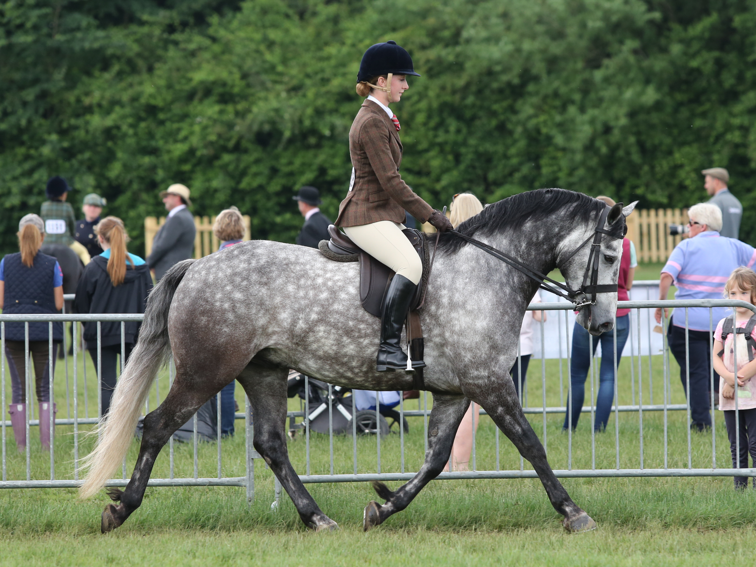 CORRIG PRINCE olympia champ