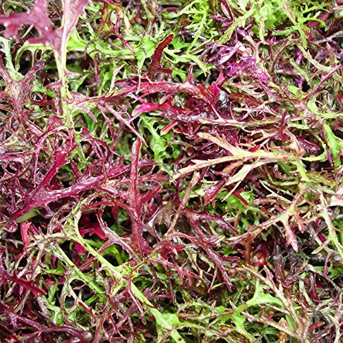 Mountain Valley Seed Co Organic Red Streaks Mizuna Mustard Seeds 1 G Packet