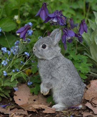 Baby Netherland Dwarf rabbit standing in spring garden, beside forget-me-nots and blue columbine