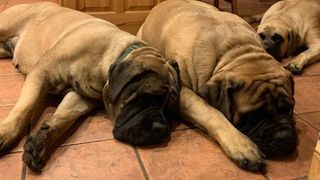 Hickory Creek Mastiffs