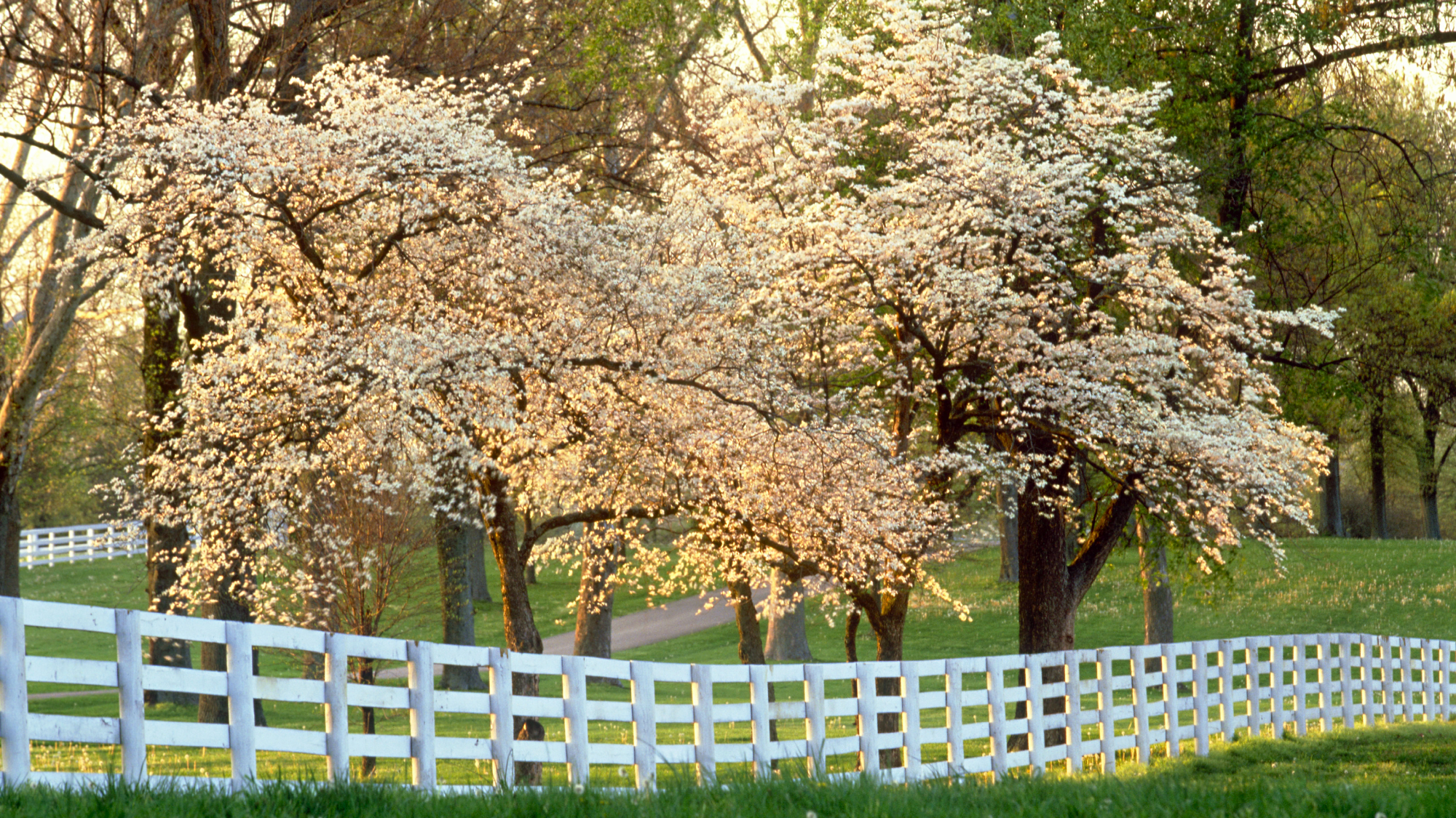 flowering dogwood trees behind a white fence in the countryside