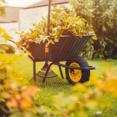 lawn care with wheelbarrow and leaves and rake