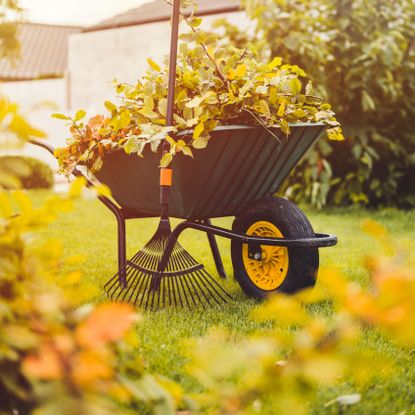 lawn care with wheelbarrow and leaves and rake