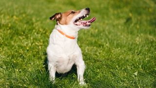 flea collar for dogs