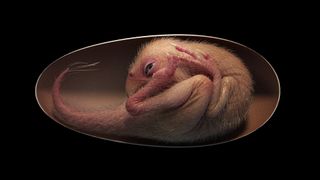 A reconstruction of oviraptorid embryo.