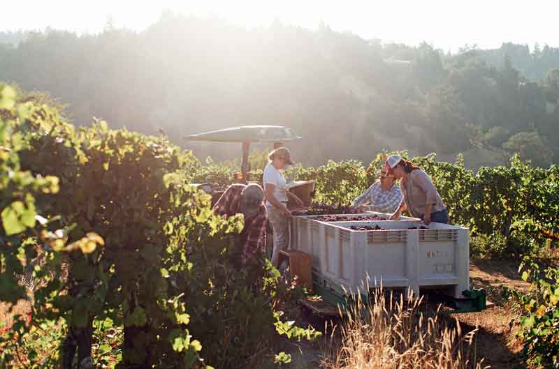 Harvesting Pinot Noir at Bohan Vineyard