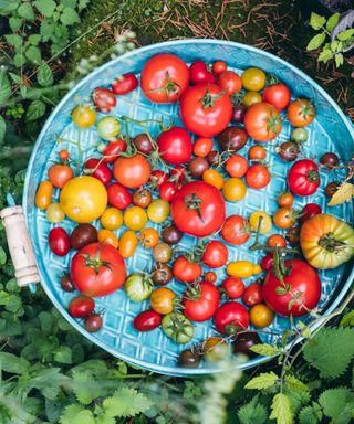 Heirloom tomatoes from the garden on a turquoise tray