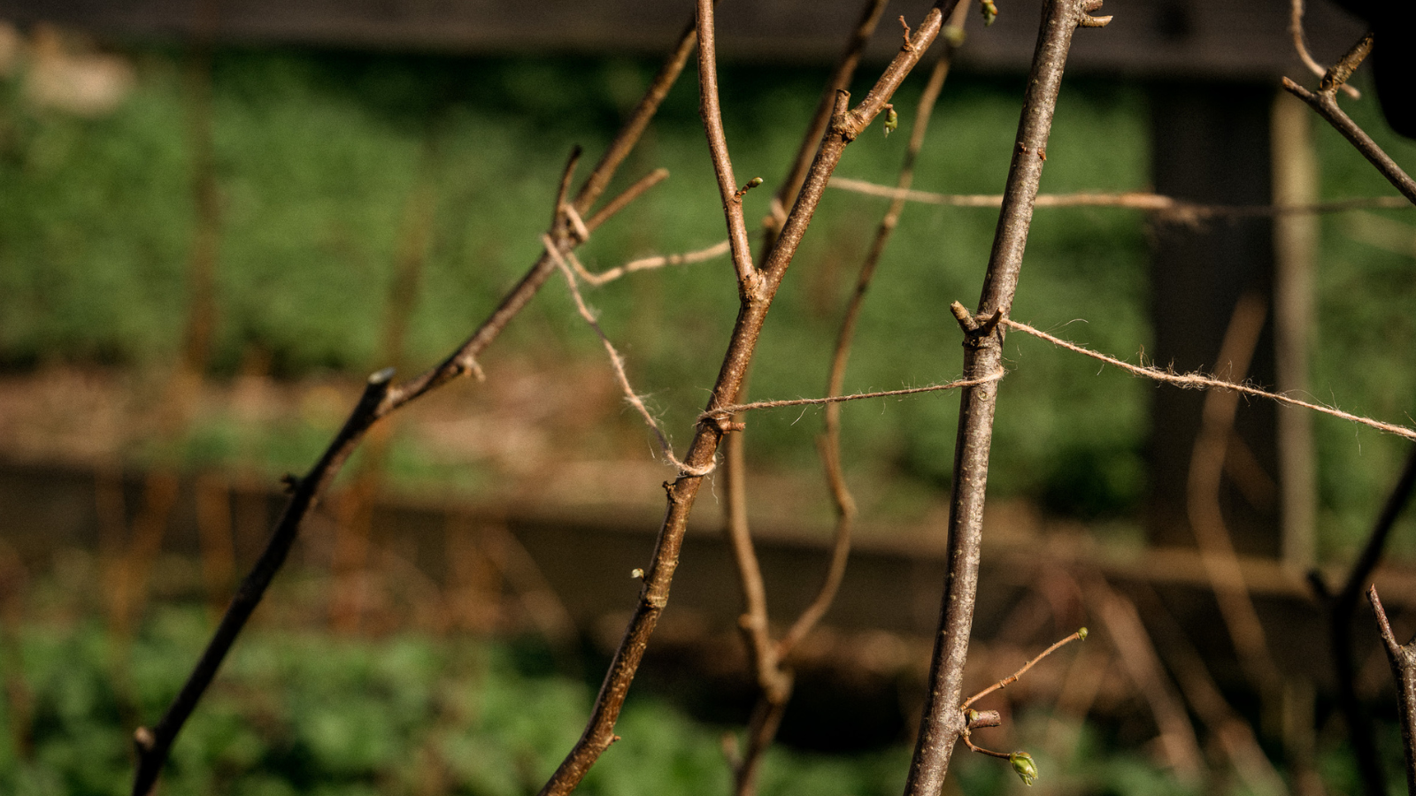 Close up of sweet pea wigwam made of hazel with twine tied around them