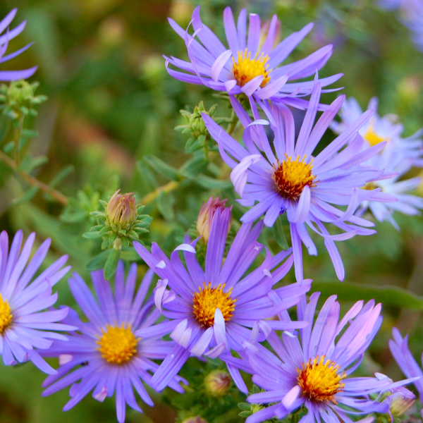 Aster Raydon's Favorite - 1 Gallon Pot / Single