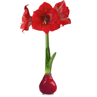 Waxed Amaryllis Bulb