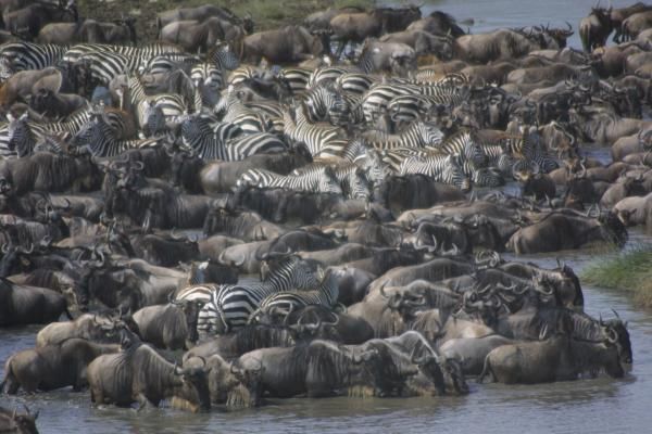 serengeti-migration-100901-02