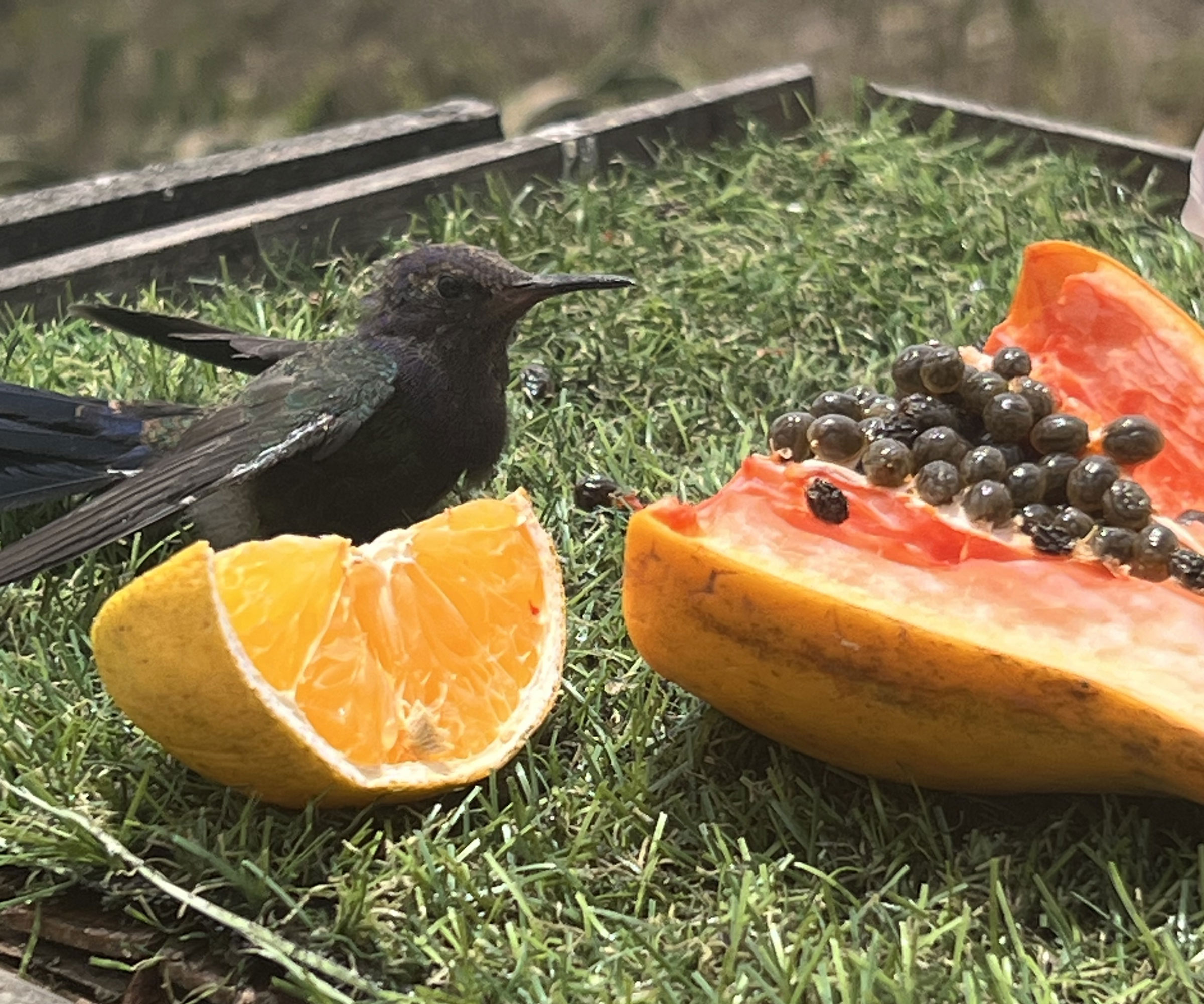 black hummingbird on table with orange slice and mango chunks
