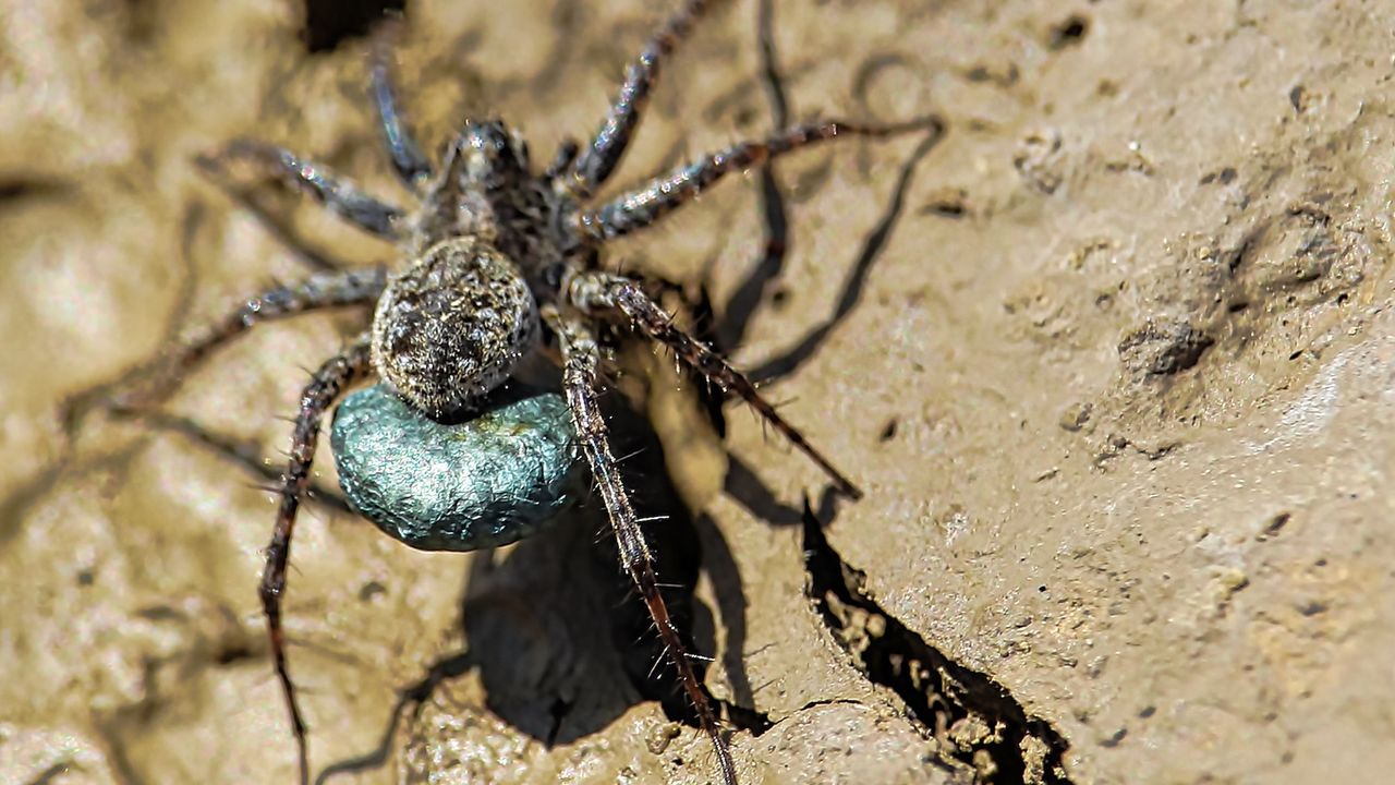 A large brown spider with a blue egg sac on its back