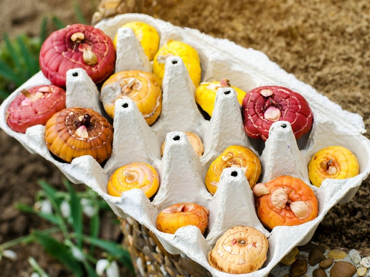 Multicolored gladiolus corms in a cardboard egg carton