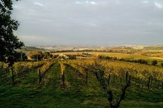 brunello wine, Andrew Jefford