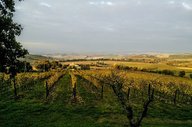 brunello wine, Andrew Jefford