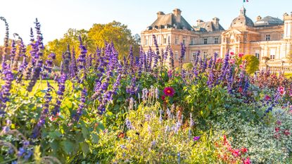 lavender growing in Paris garden