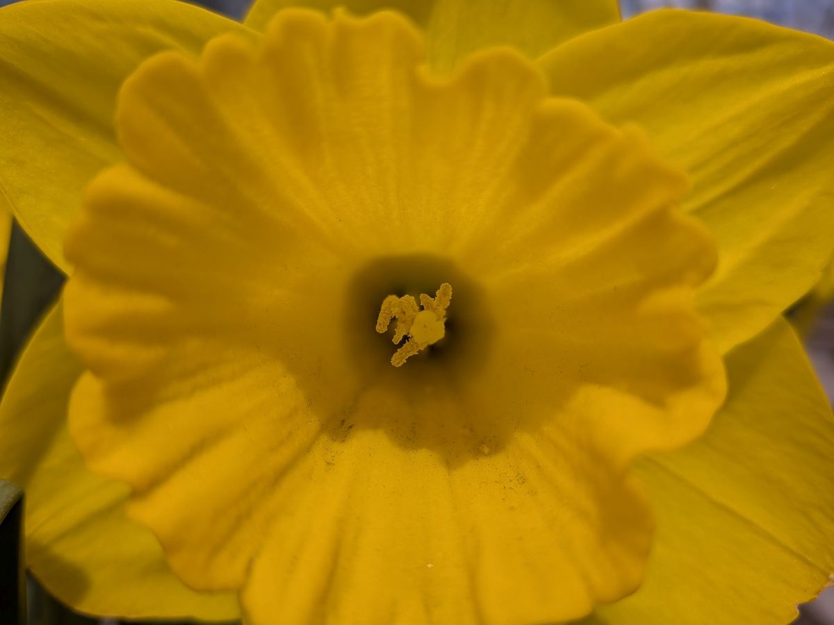 Google Pixel 9a macro sample.