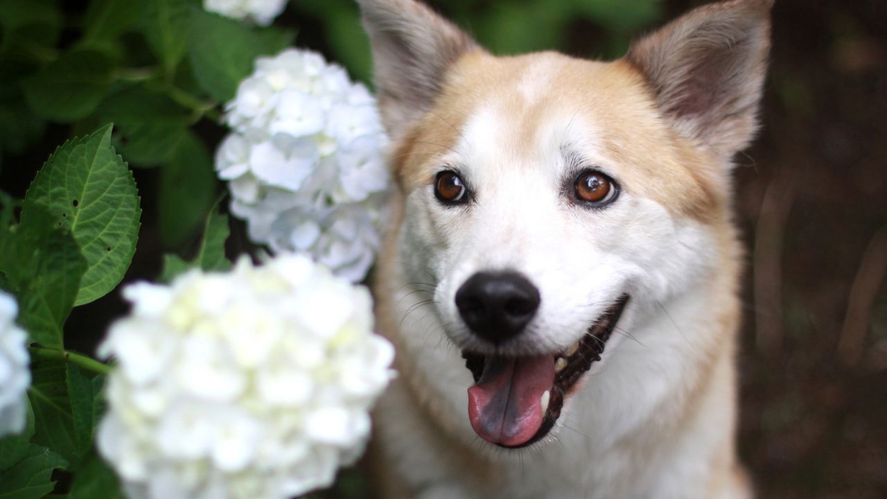 White dog in hydrangea bush