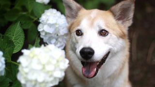 Is hydrangea poisonous to dogs? Animal and gardening experts weigh in