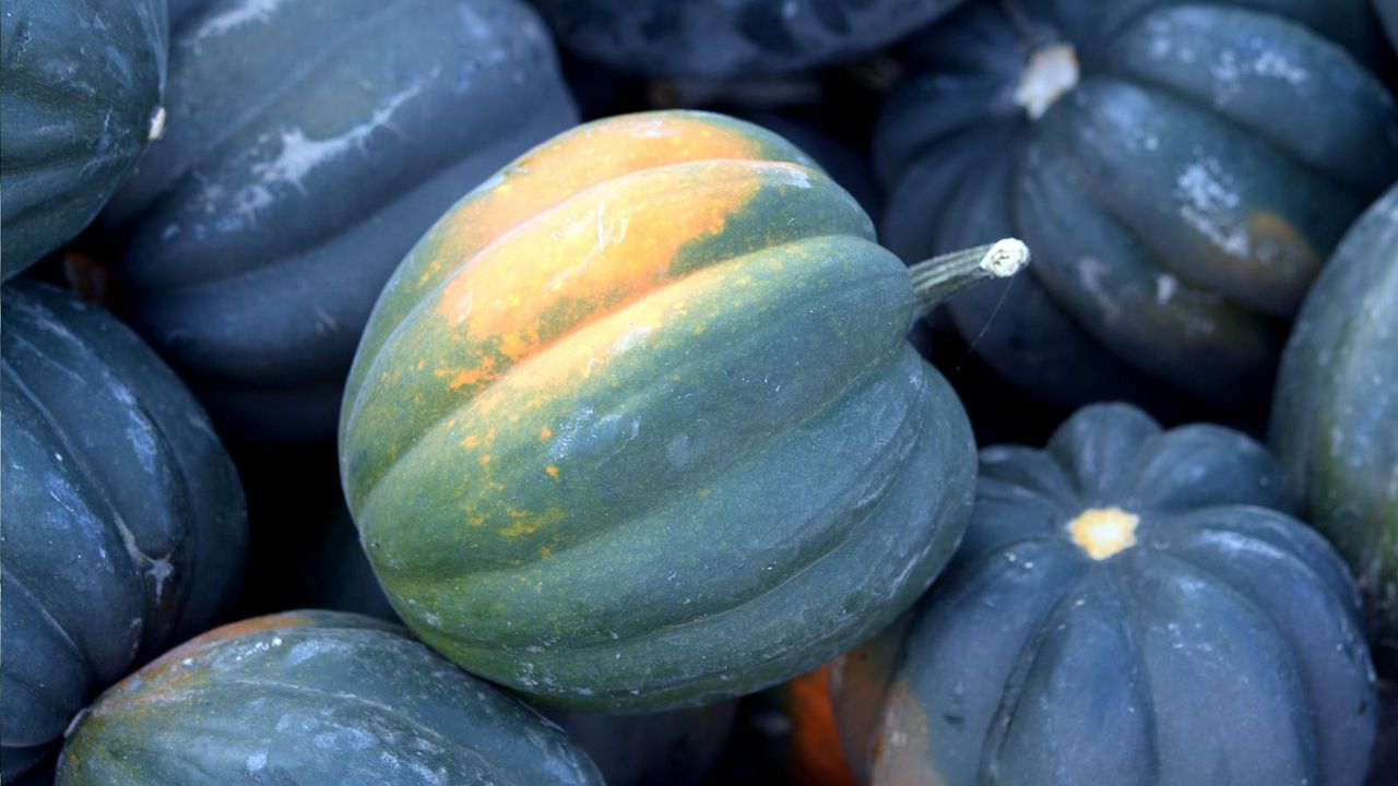 Acorn squash at a farmers market