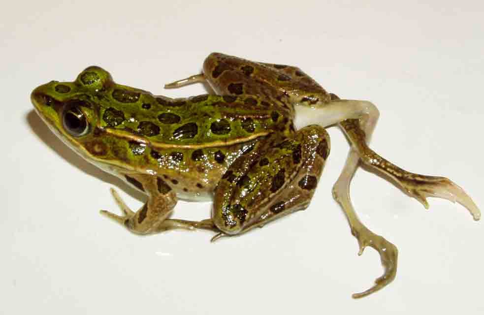 Many Causes Behind Catastrophic Amphibian Declines | Live Science