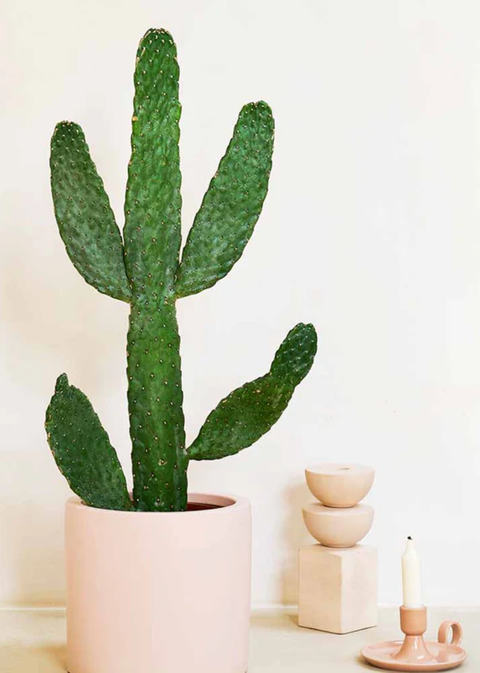 A green cactus in a pale pink planter beside a candle