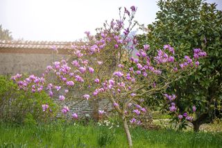 Beautiful pink flowers of the spring flowering Magnolia shrub in a garden