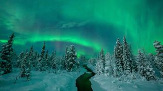 green northern lights over snowy forest