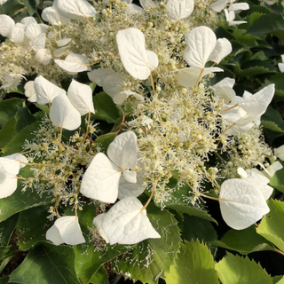 A hydrangea plant