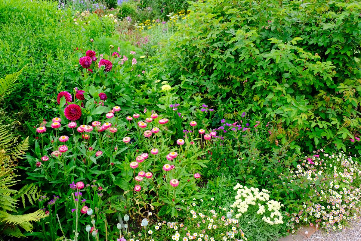 La fleur de Fleabane apporte la touche fantaisiste parfaite à votre jardin si vous voulez une sensation de jardin de chalet