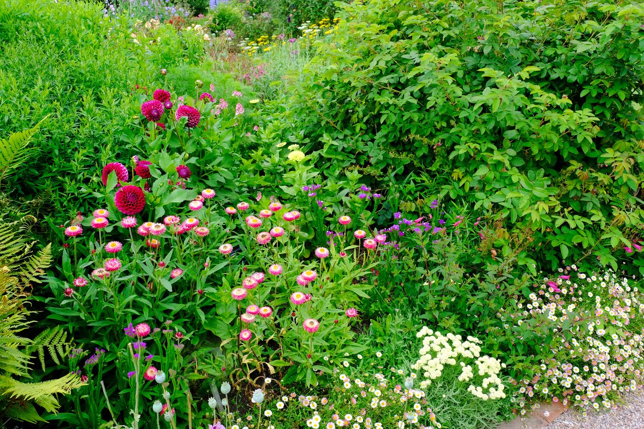 A garden with fleabane/erigeron