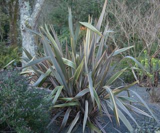 Winter Foliage of a New Zealand Flax Lily (Phormium 'Sundowner')