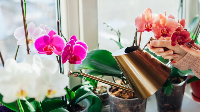 Woman watering orchids in plastic pots