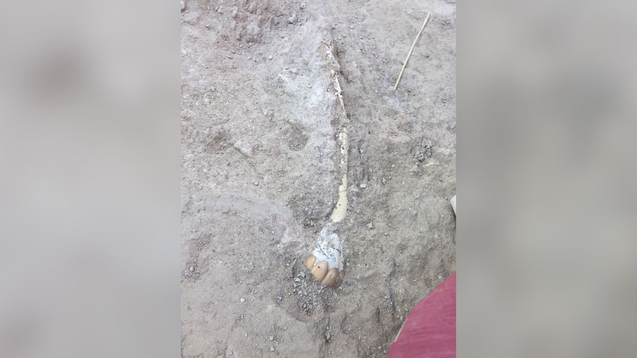 A fossilized mandible from a hippo ancestor discovered at the dried-up watering hole in Spain.