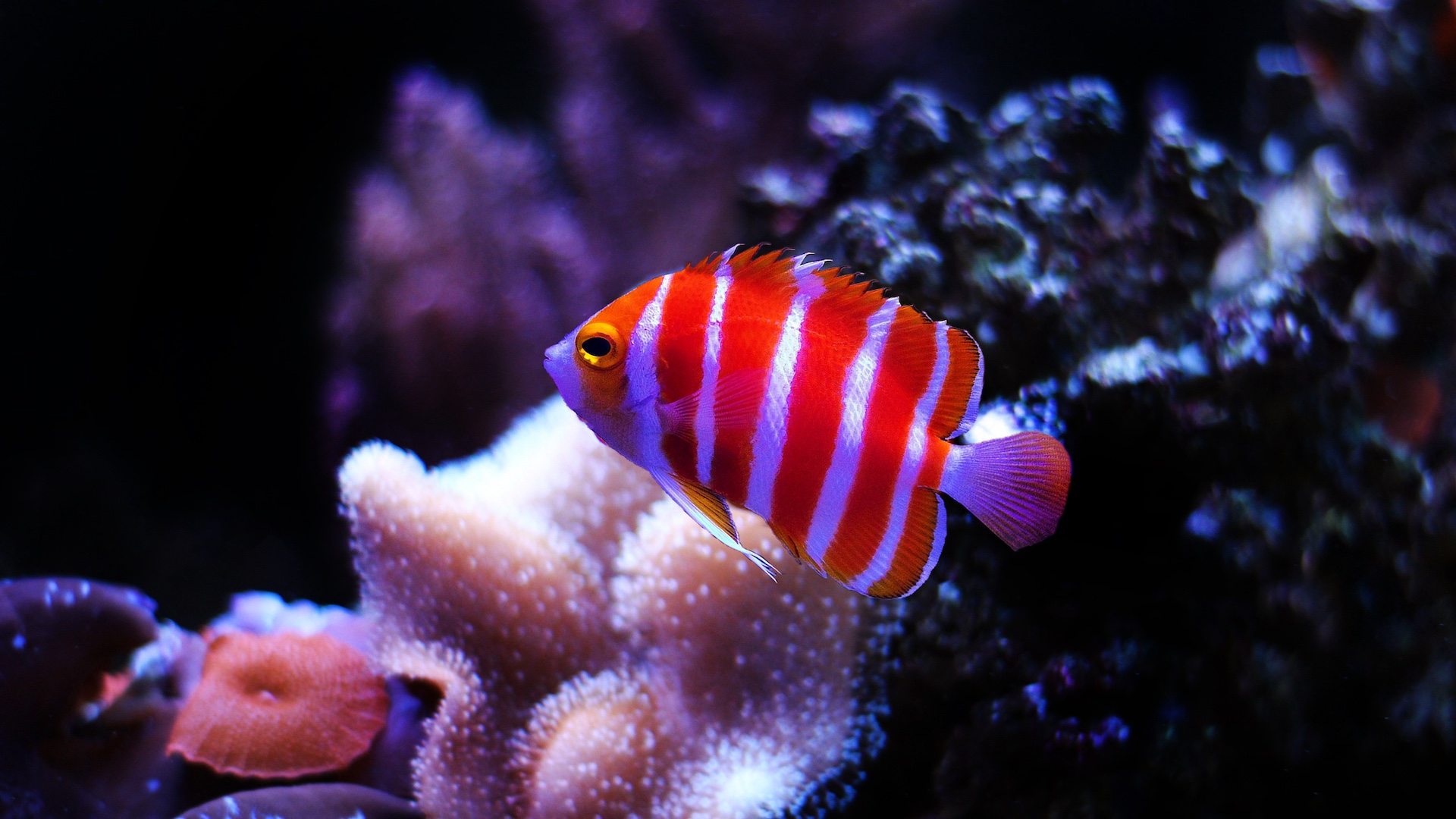 Peppermint angelfish