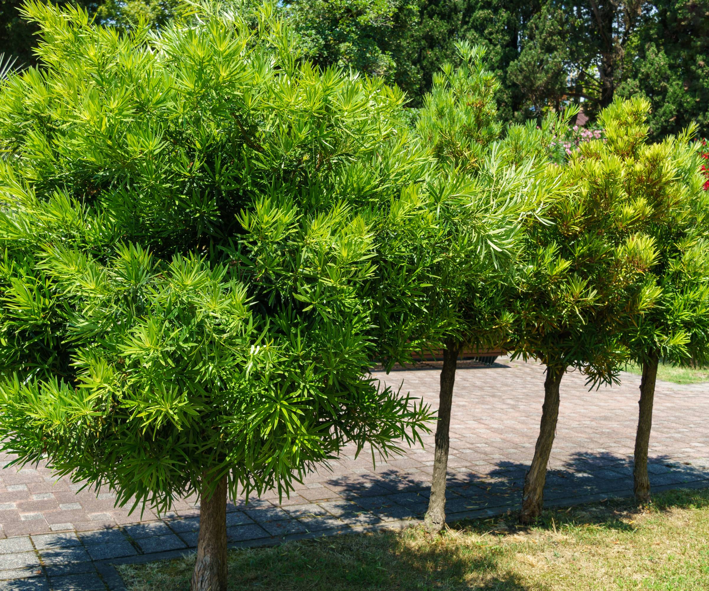 Four short yew plum pine trees