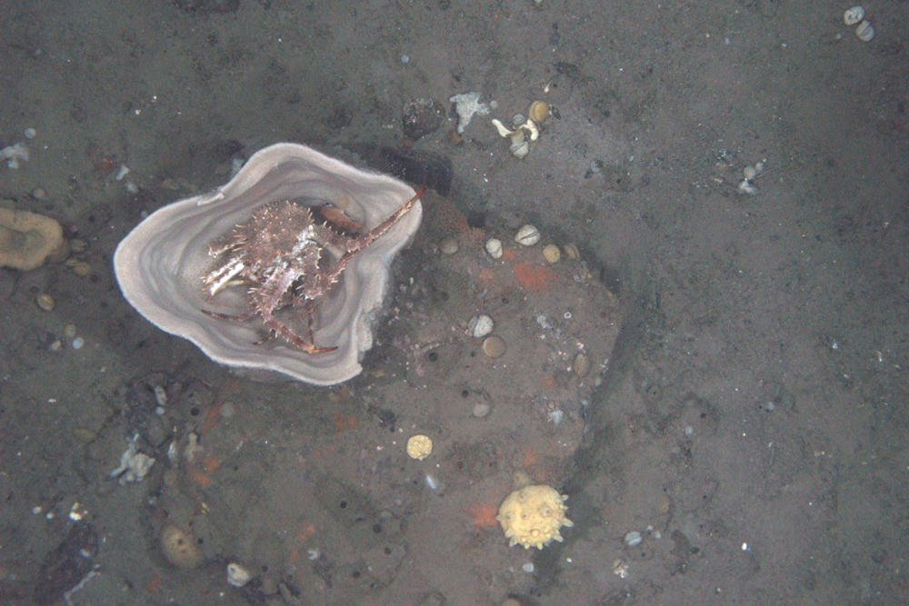 habcam, ocean habitat, marine life images