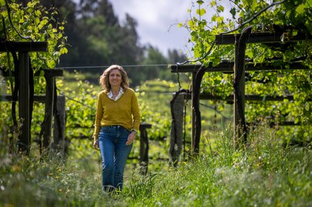 Woman walking between vines trained on high pergolas