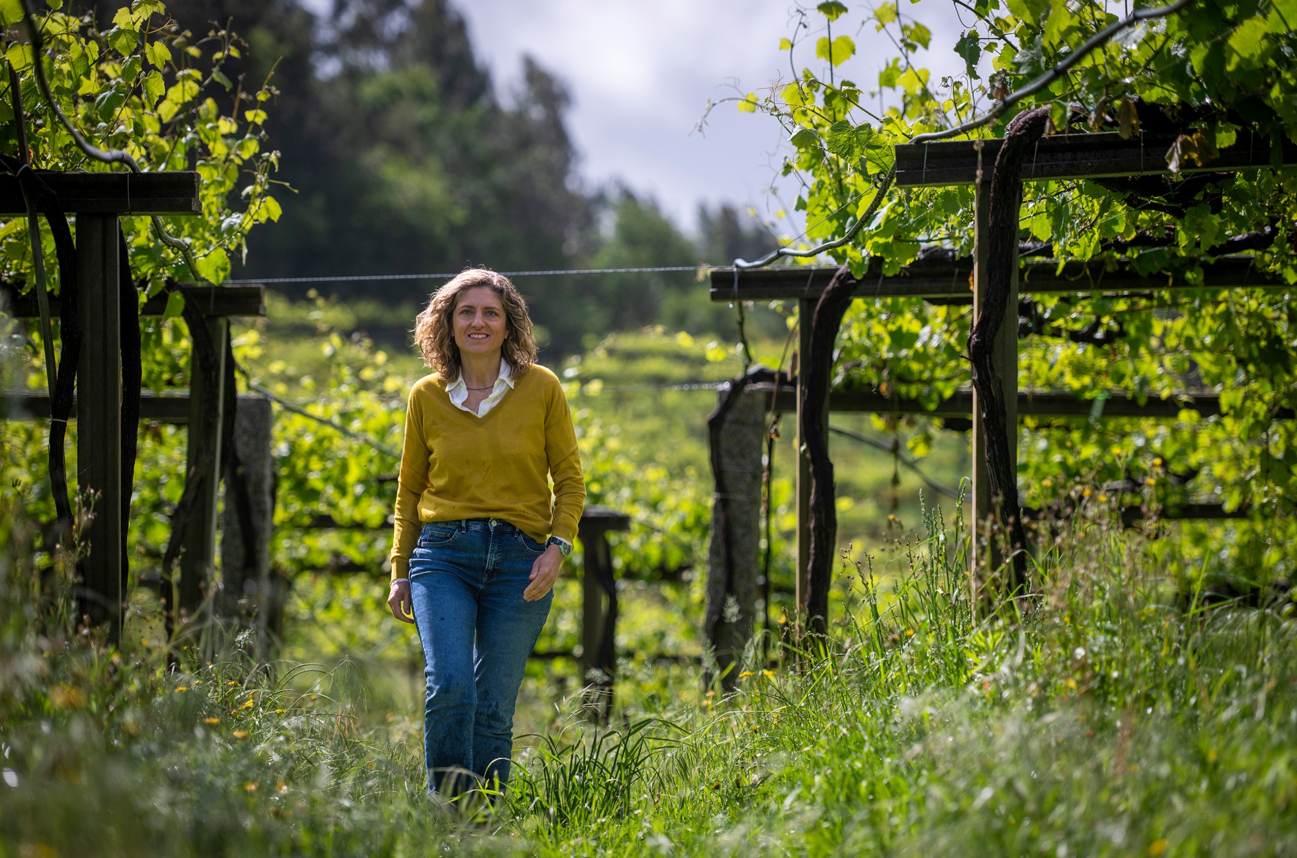 Woman walking between vines trained on high pergolas