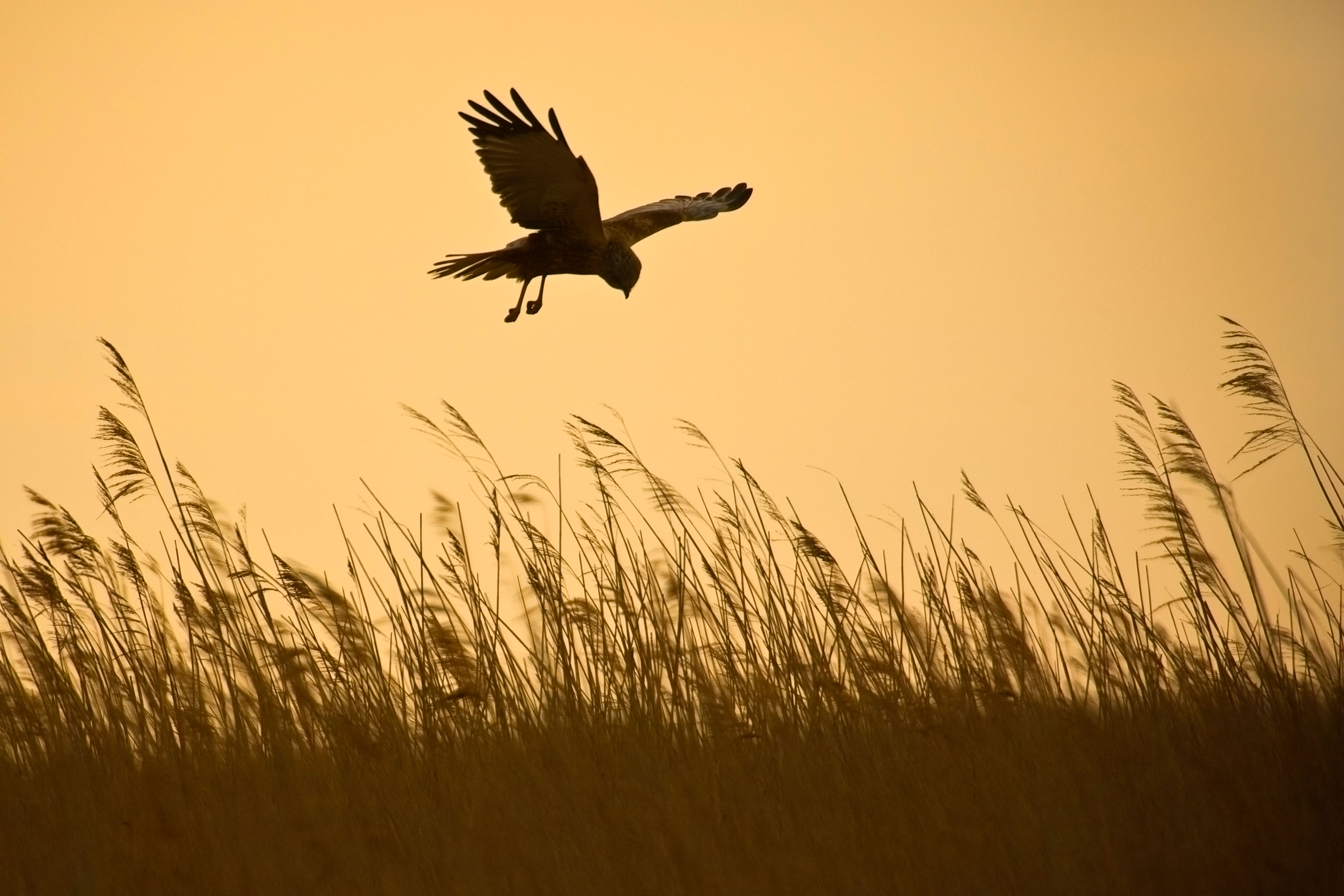 A Marsh harrier in flight, hunting over a reedbed in early morning in Norfolk