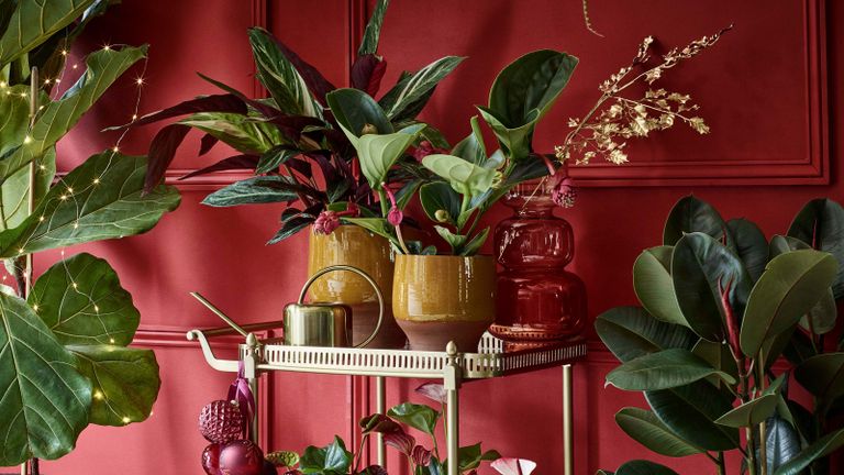 houseplants arranged in front of rich red wall with delicate fairy lights