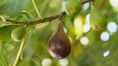 How to get a fig tree to fruit