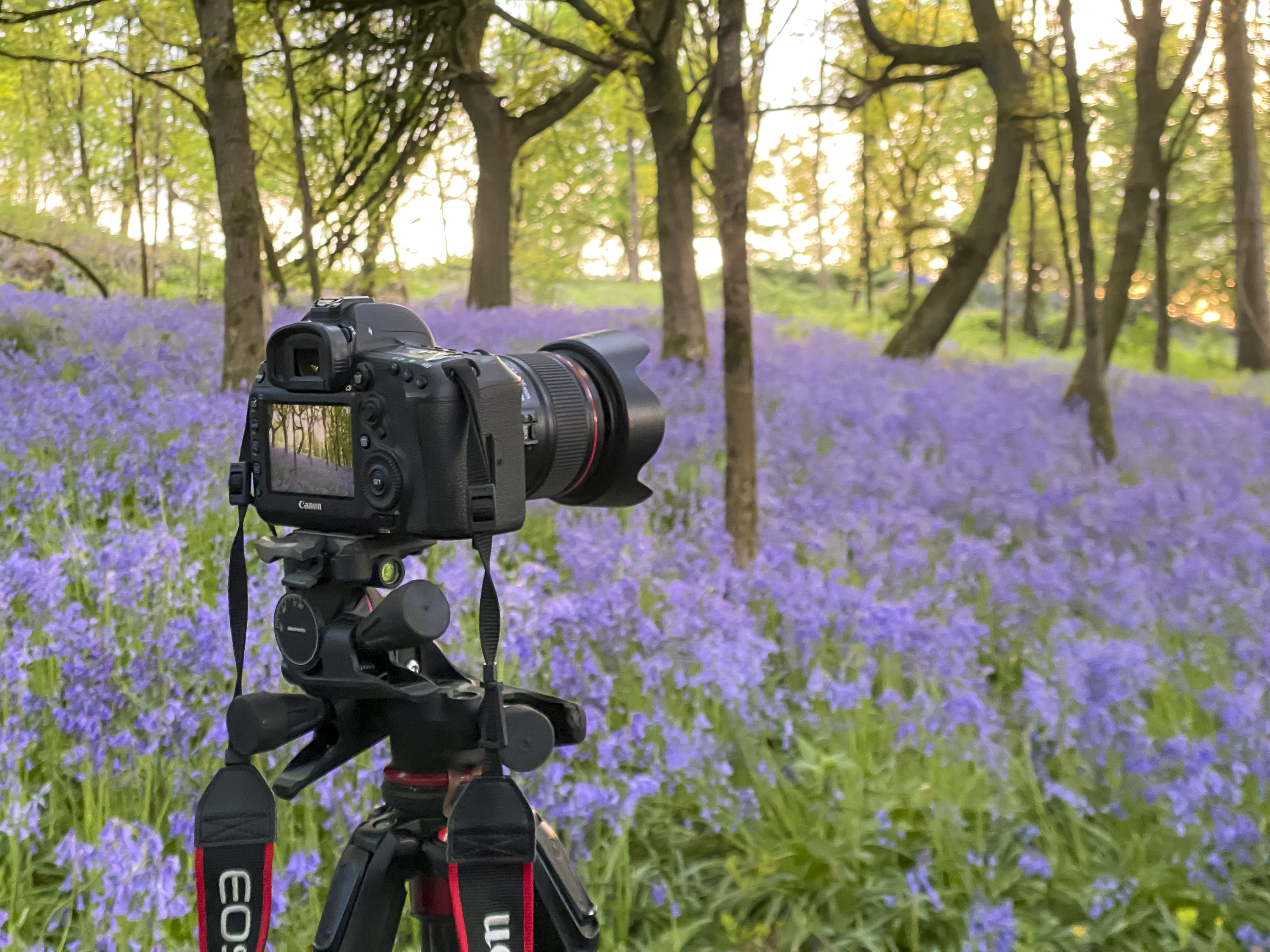 Bluebell wood scenes