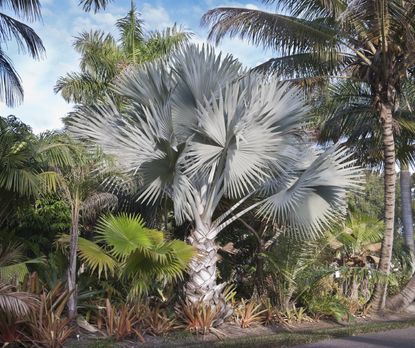 Large Bismarck Palms
