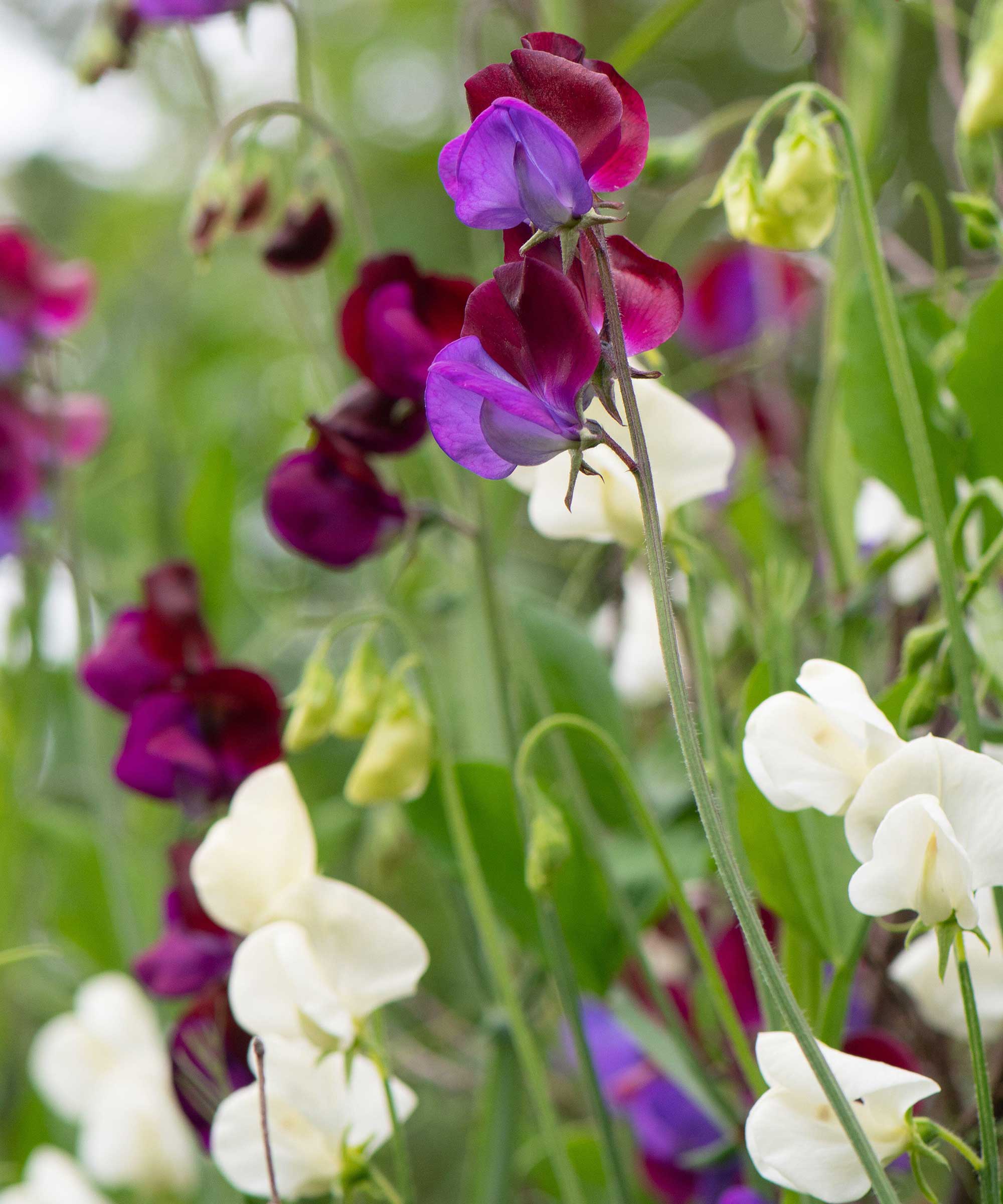 white and purple sweet peas growing in garden