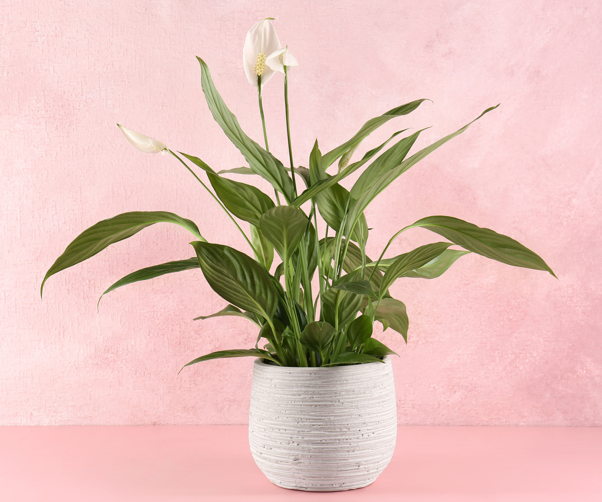 peace lily in white pot against pink background