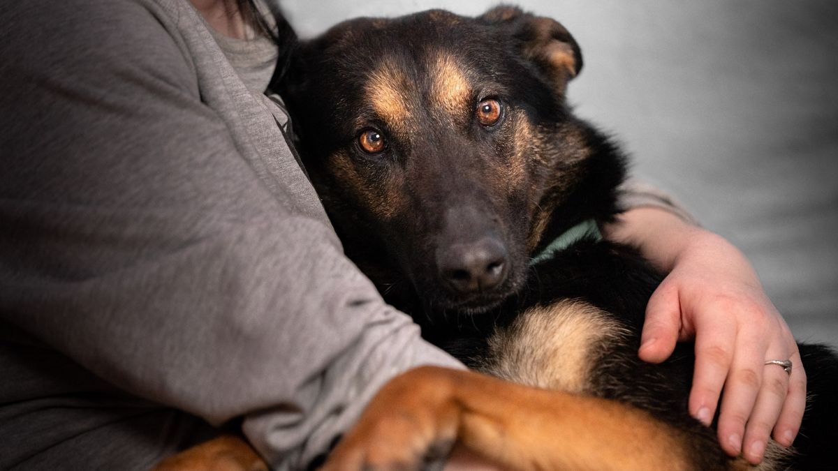 Belgian Malinois nestled in arms of owner