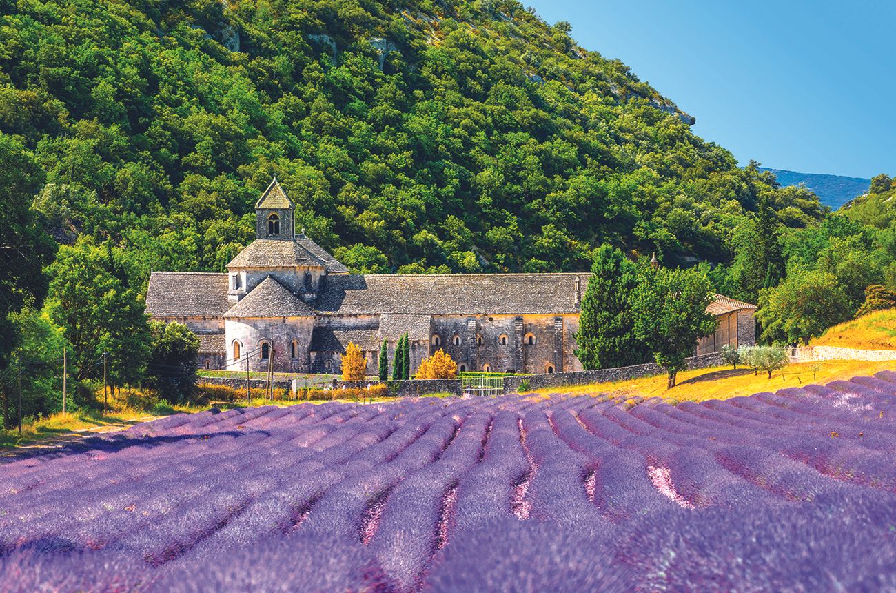 lavender field and an abbey
